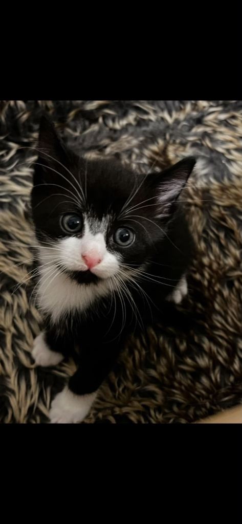 Adorable Black and White Kitten Ready for a Loving Home KITTENS FOR SALE !!