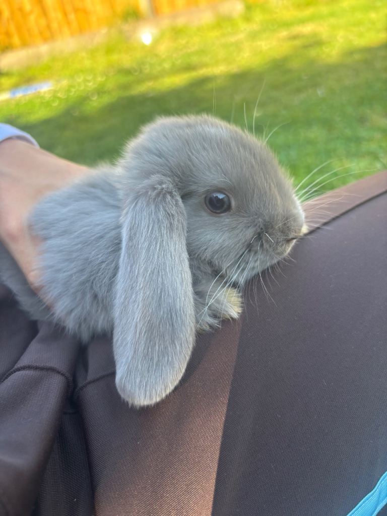 Lop eared baby rabbits 