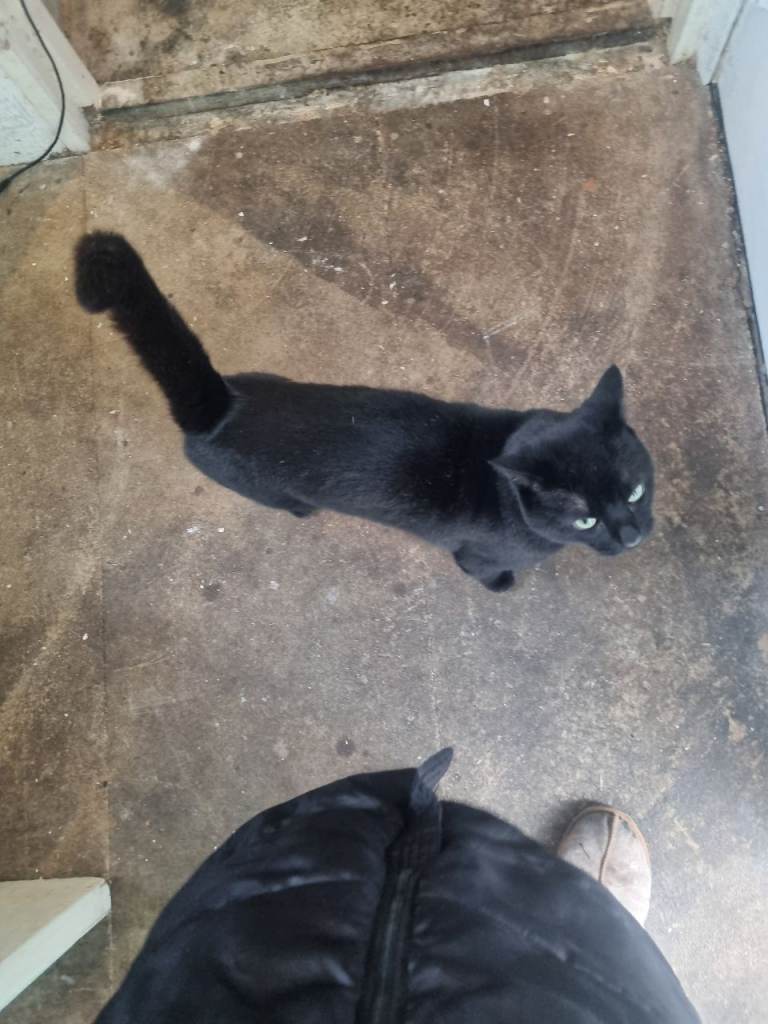 Male tom cat