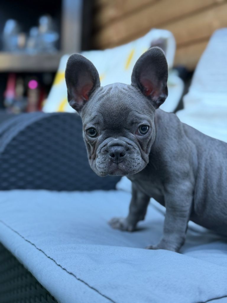 For sale 