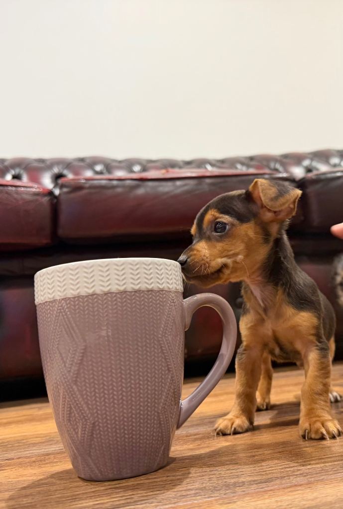 Small chorkie boy brown and black 