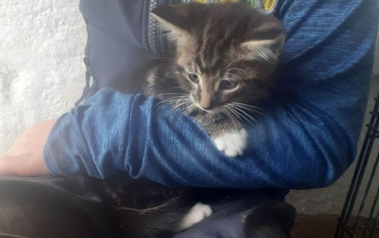 Kittens 