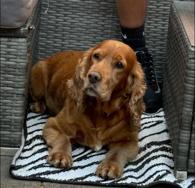 🏡 Potential Forever Home Wanted – Female Cocker Spaniel 🐾