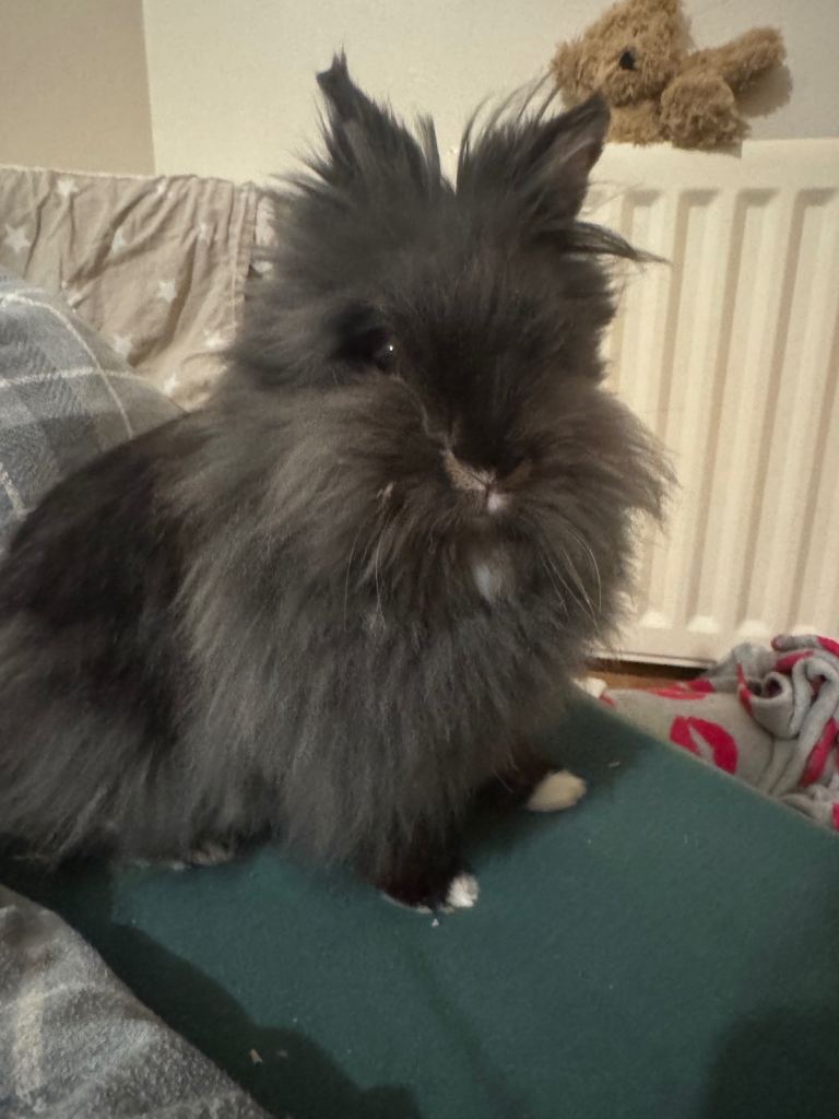 Lion head black bunny 