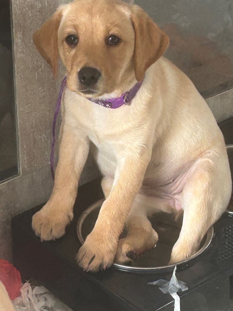 Gorgeous yellow labradors ready now