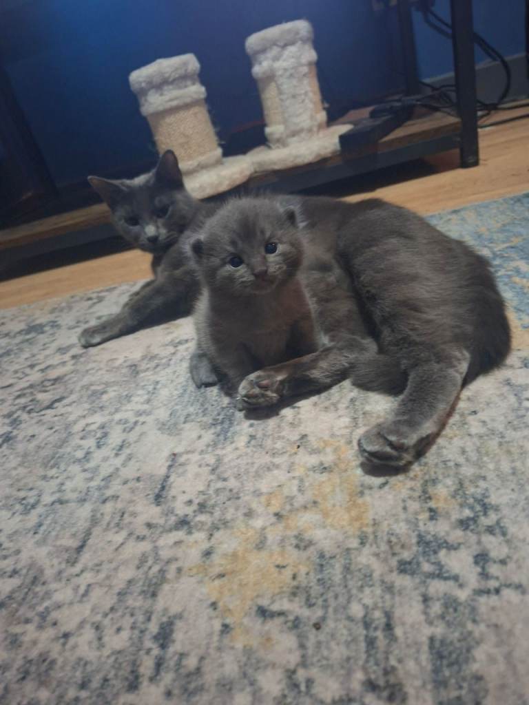 Kittens