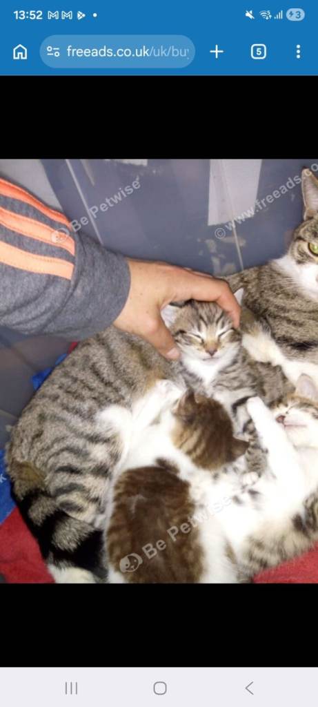 1s pacial female kittens 😸 that is ready to make your home greater ✨️ 
