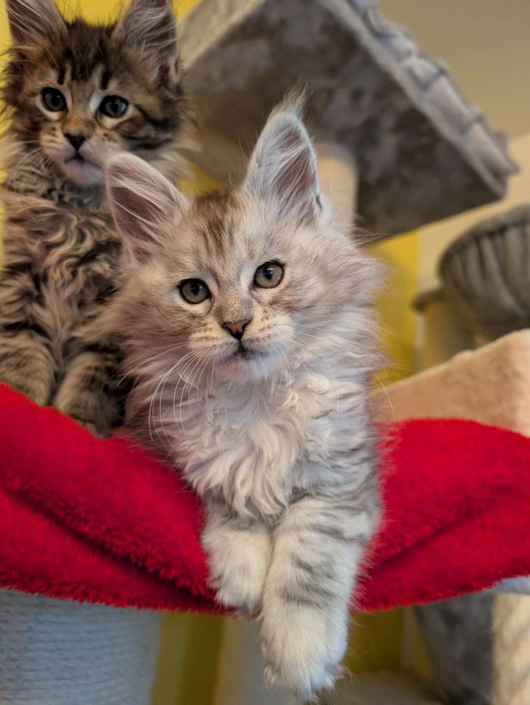 TICA Registered Maine Coon Kittens 