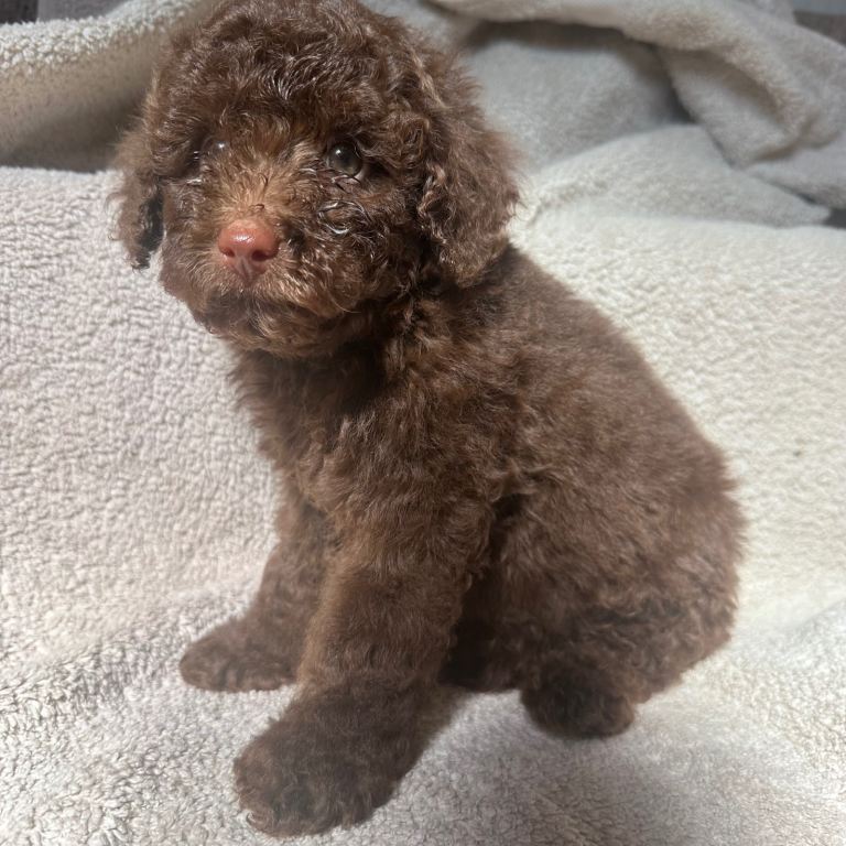 Poochon pups for sale 🐾