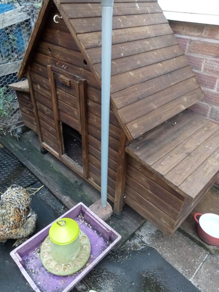 5 Bantam hens and Henhouse 