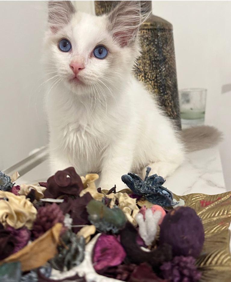 Pure Ragdoll kittens 