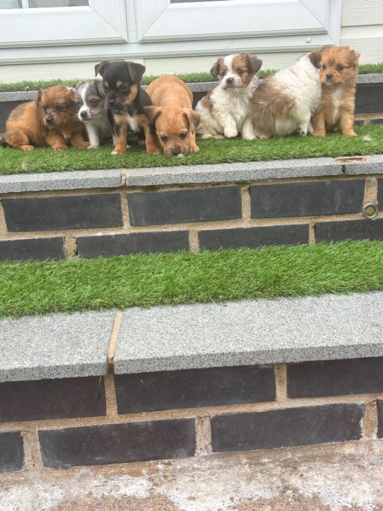 jack cross shih Tzu