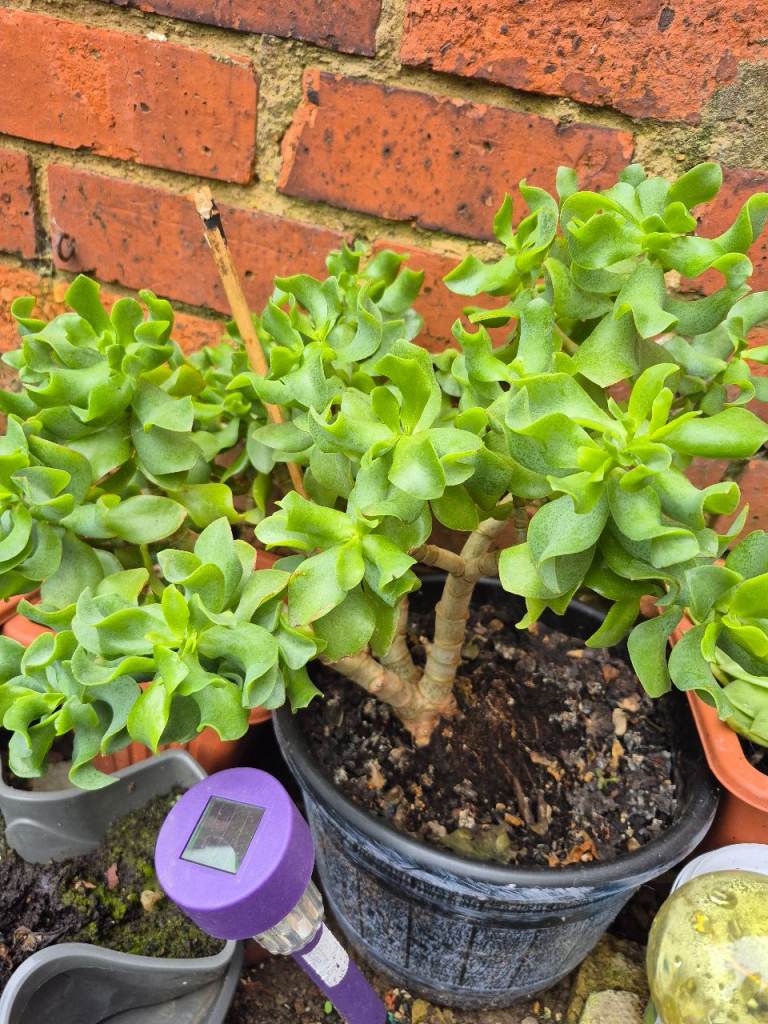 Jade Plant Cuttings – Easy to Grow Succulent (Crassula Ovata) 🌿