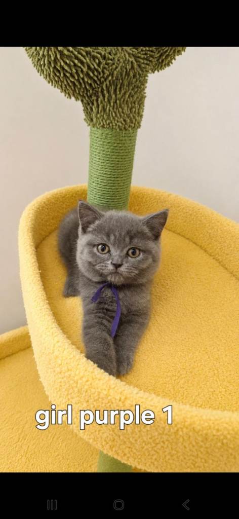 🐾 7 Beautiful British Shorthair Kittens Looking for Their Forever Homes 🐾
