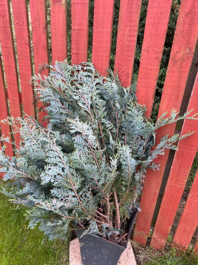 🌲Green fur tree type plants x2 free for collection🌲
