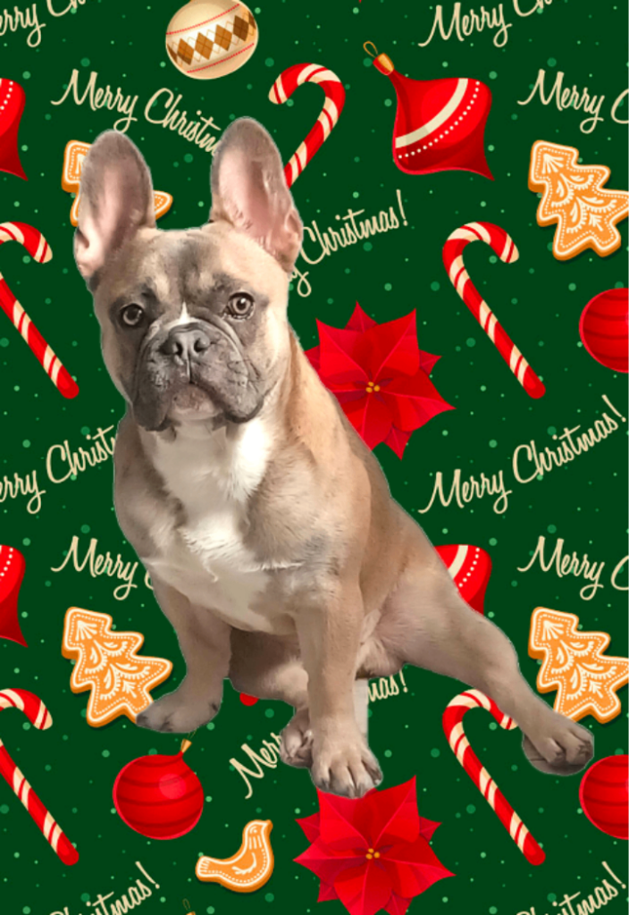 Frenchie 
