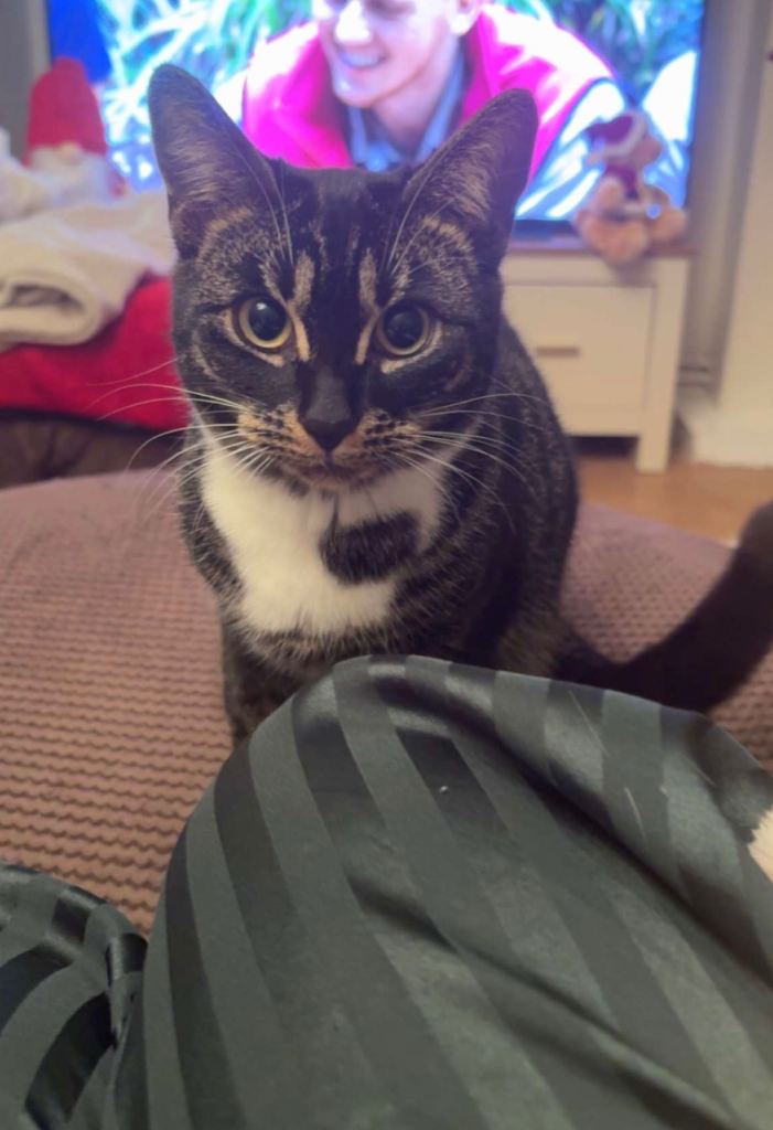 1 year old Bengal Cross Kitten