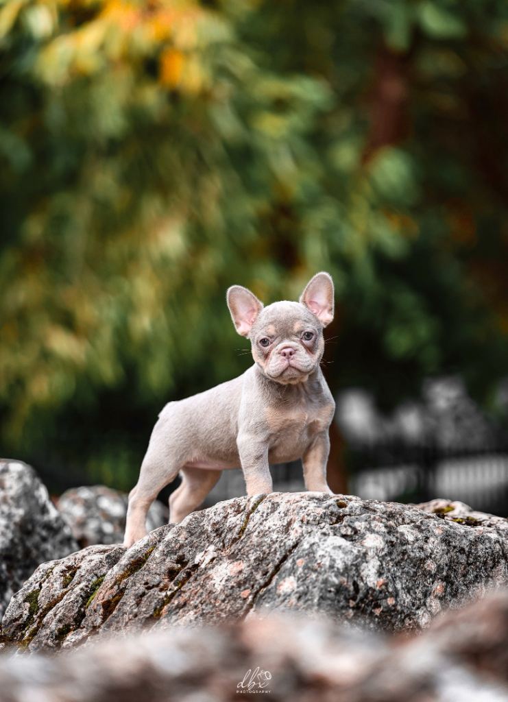  French bulldog puppies 