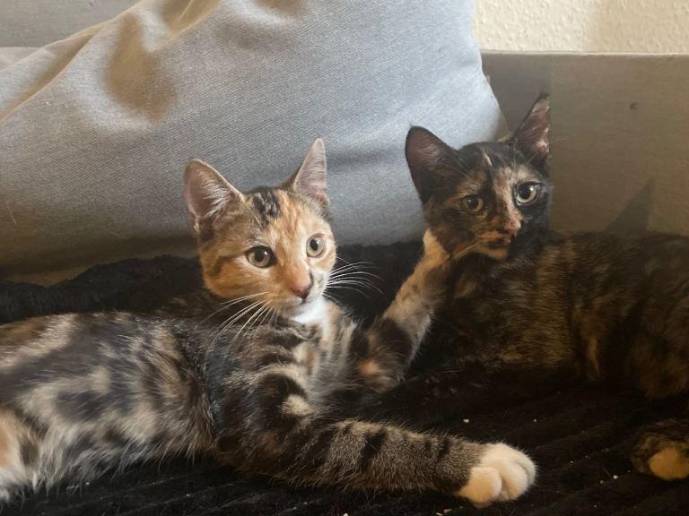 Adorable kittens for your home
