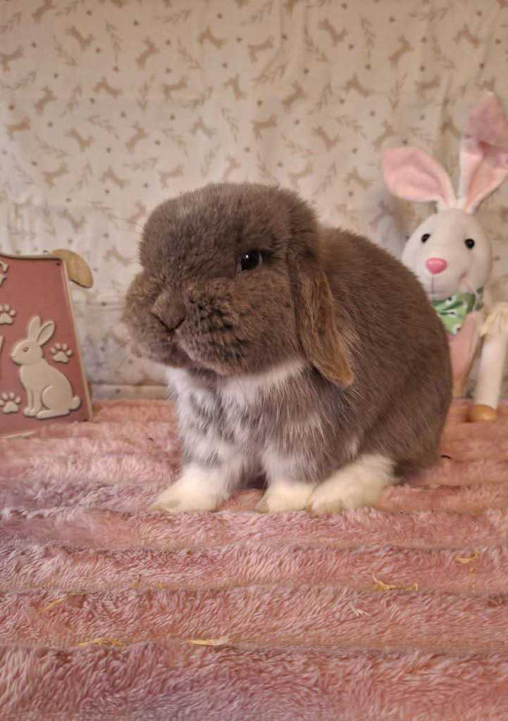 1  Adult Mini Lop Buck