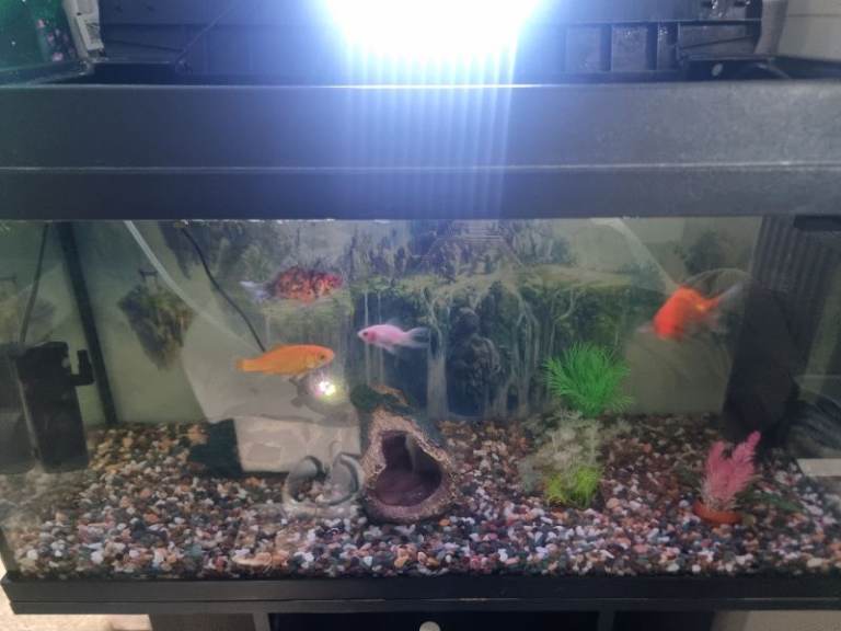 Fish tank