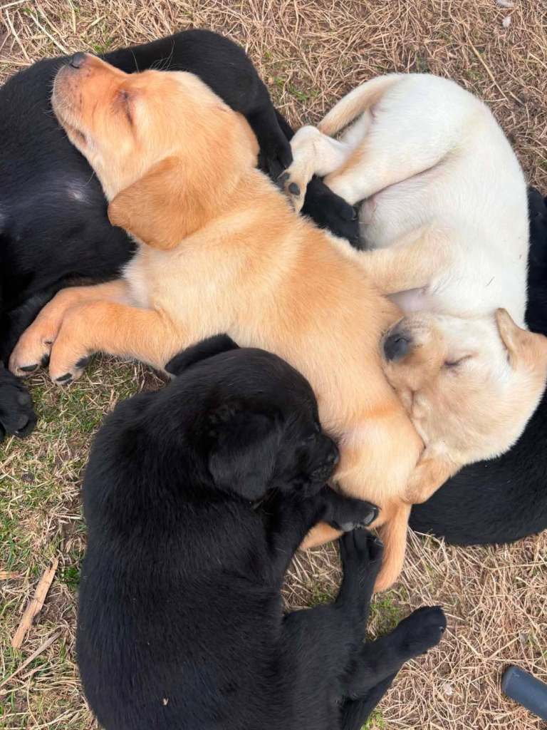 Labrador pups puppy co.Down N.ireland