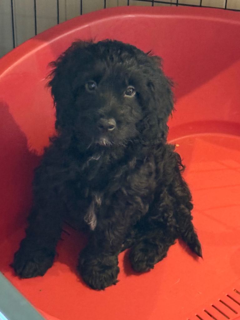 Adorable ethically bred, F1 Sproodles