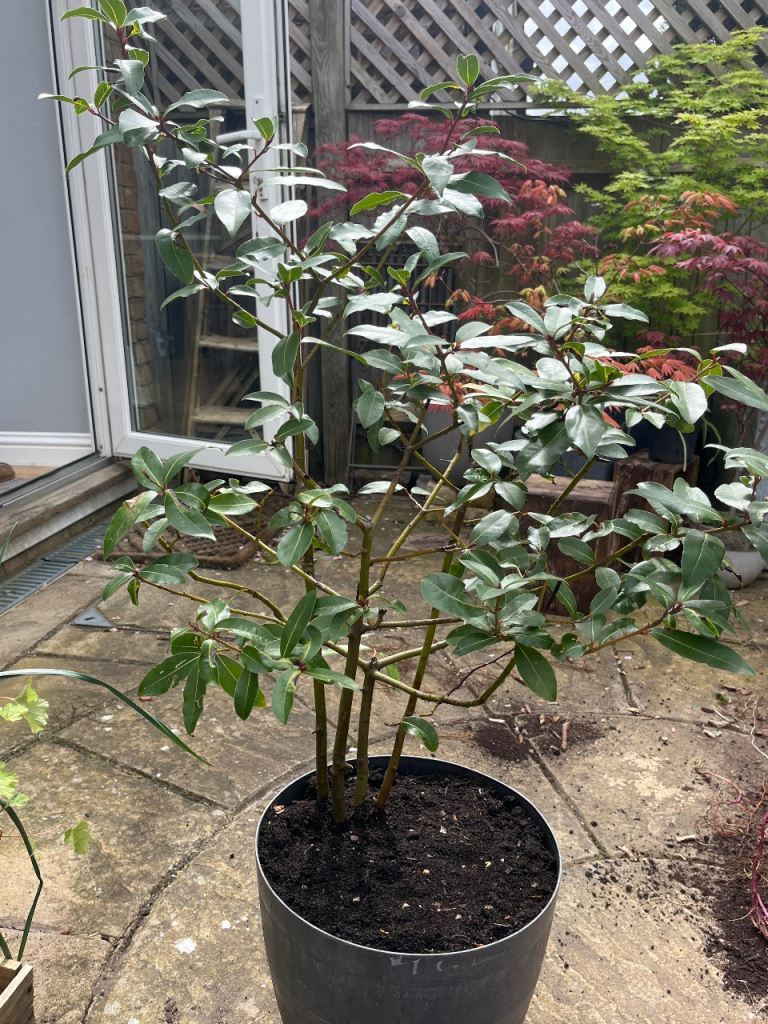 Potted Plants - Lemon, Lime & Bay trees