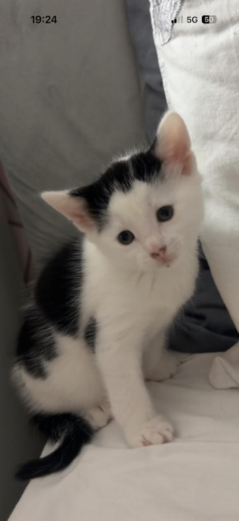 Gorgeous male kitten 
