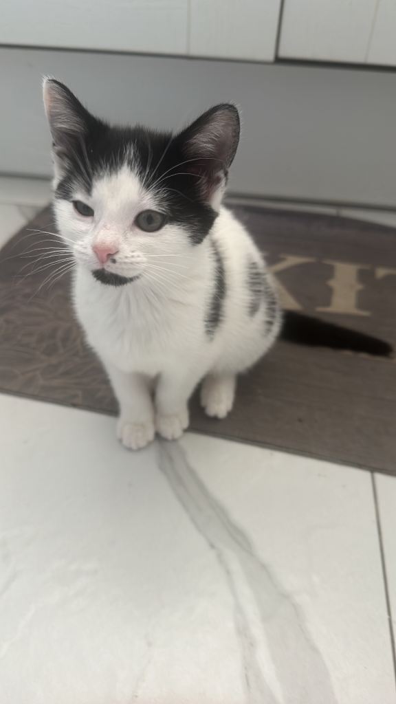 10 weeks old Male Cat for £130 including all resources