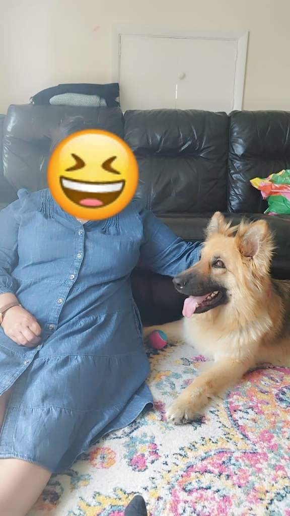 5Y/O Female GSD for rehoming