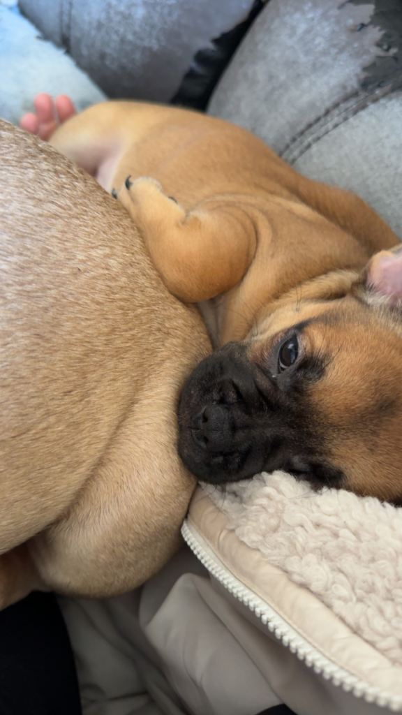 💗French Bulldog 💗
