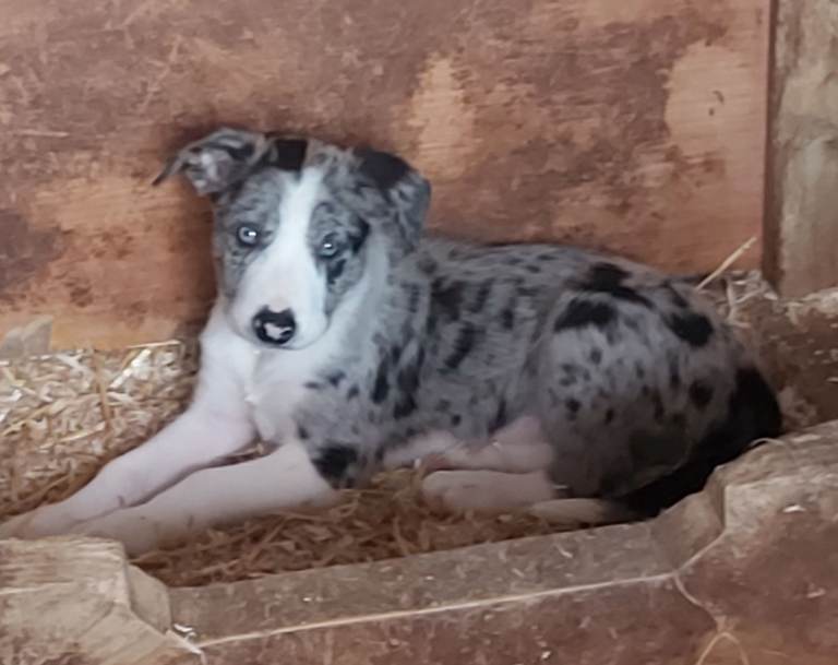 Beautiful Border Collie Puppies