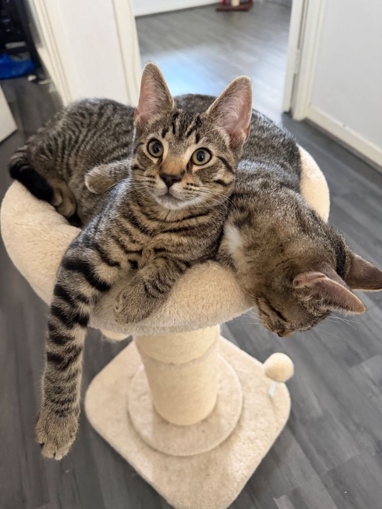 Beautiful half bengal half tabby kittens and gorgeous tuxedo cat