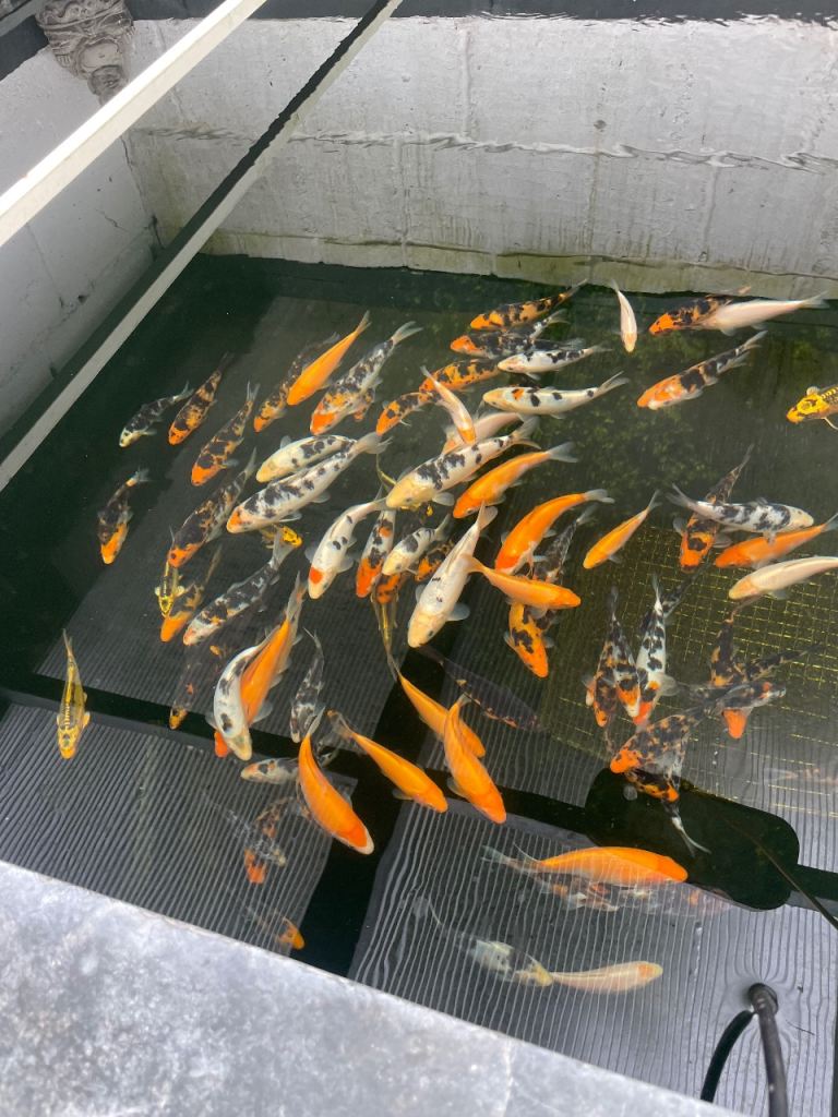 Small koi 10-15cm
