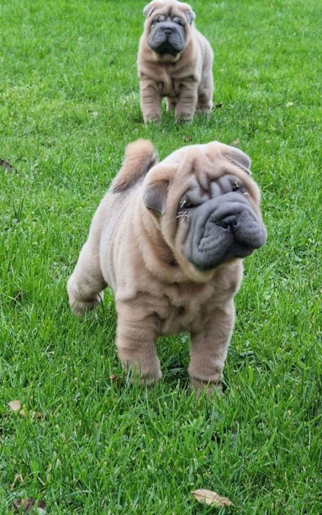 Beautiful Shar Pei Puppies 