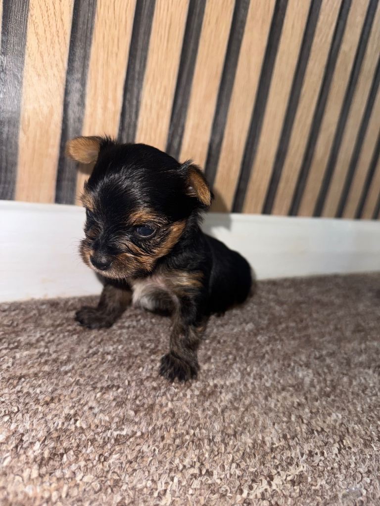 ONLY 2 BOYS LEFT - Toy Yorkshire Terriers🐾 💕