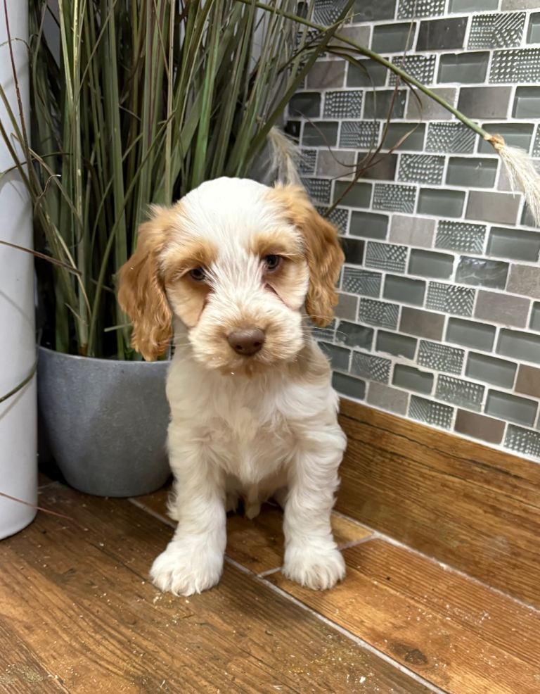 F1B cockapoo pups Ready 20-12