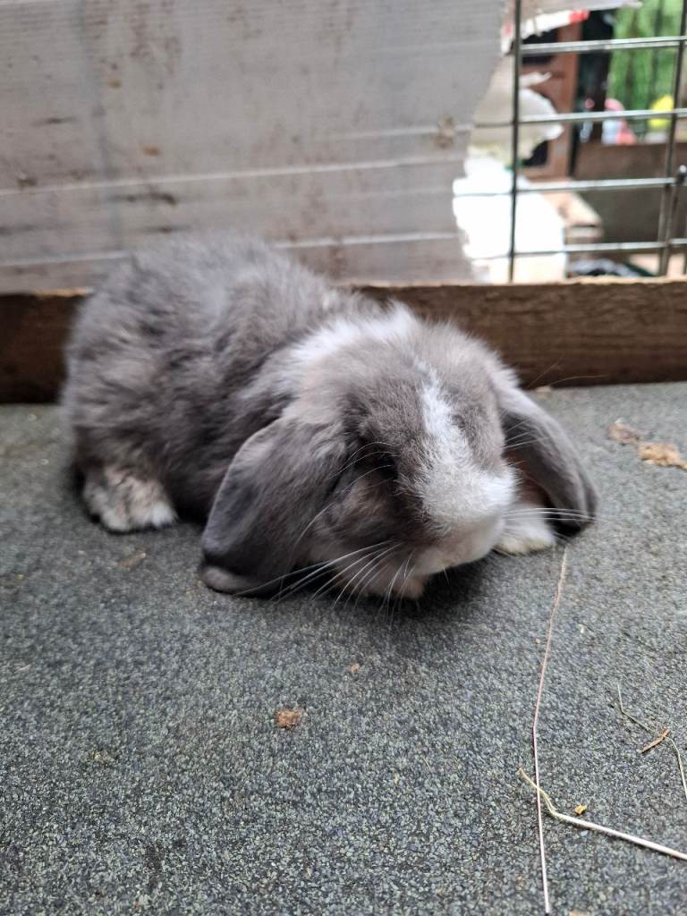 Mini Lion Lops