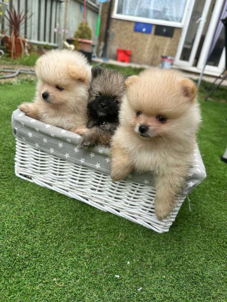 Stunning Cream & Wolf Sable Male Pomeranian Puppies