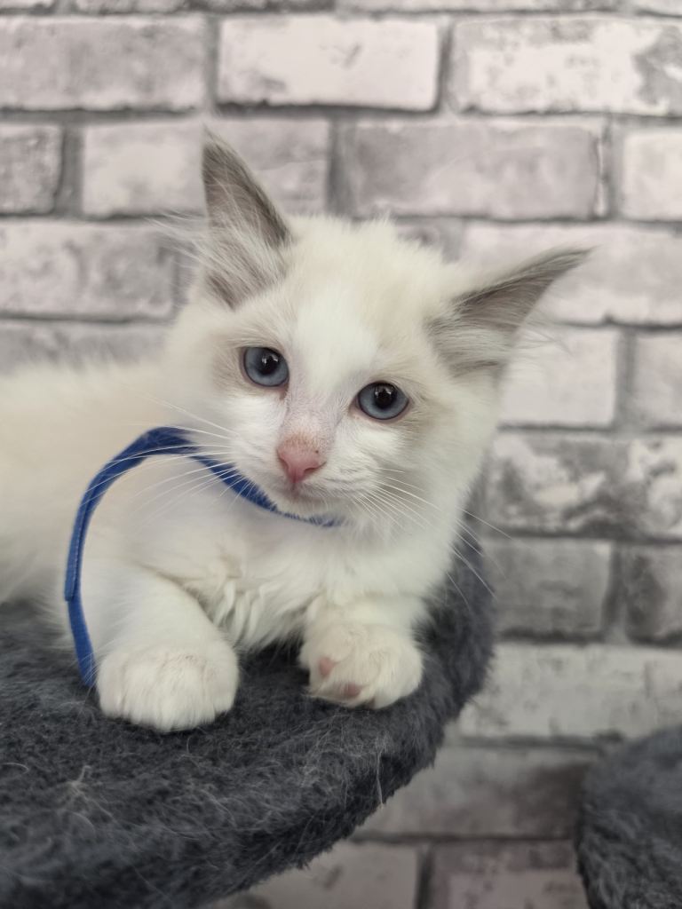 1 Beautiful lilac fluffy MALE ragdoll kitten Ready now