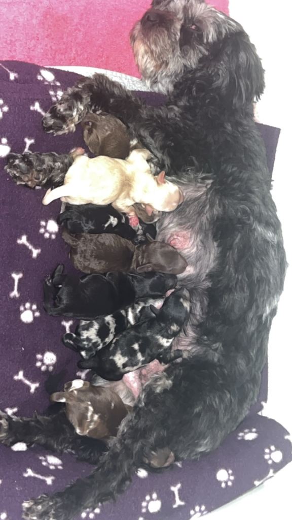 Cavapoo f1b puppies
