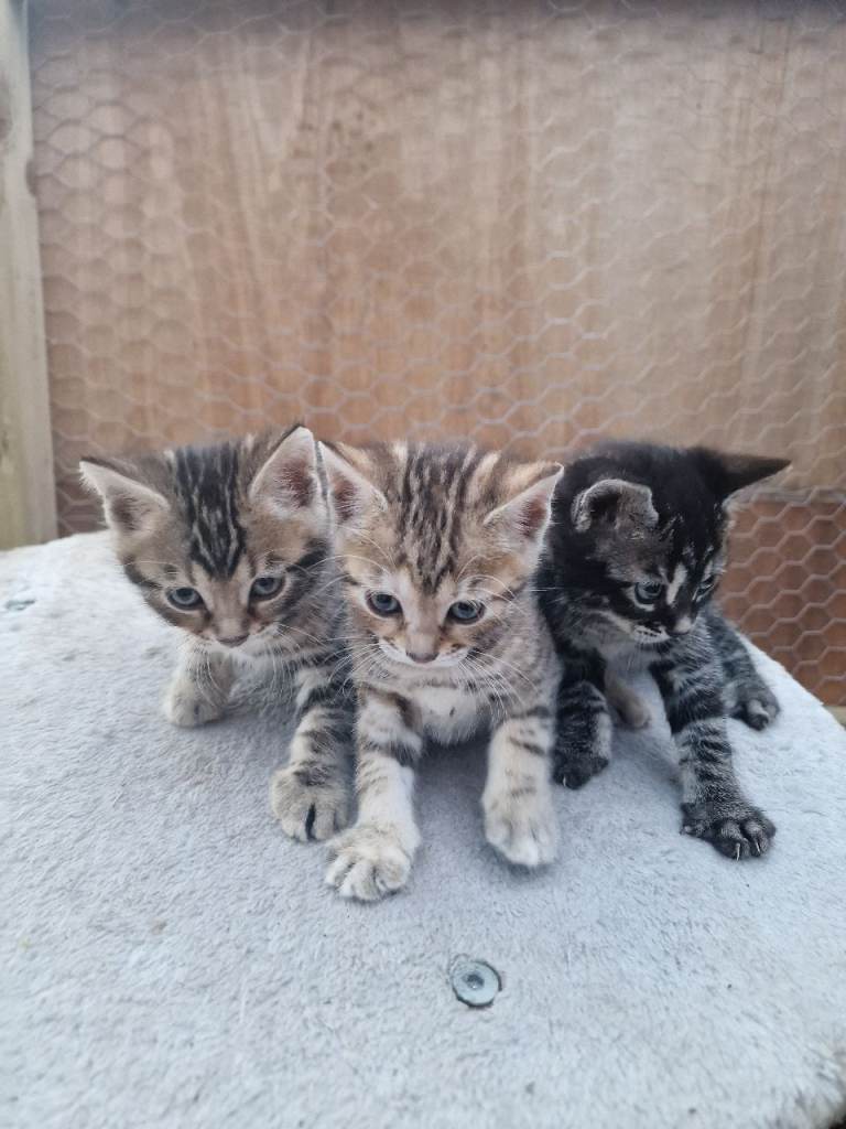 Bangal cat kitten 