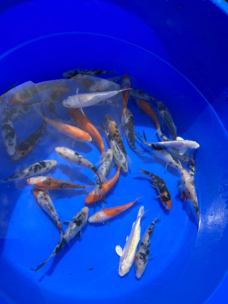 3-4 inch Koi 