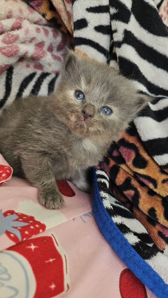 Kitten 