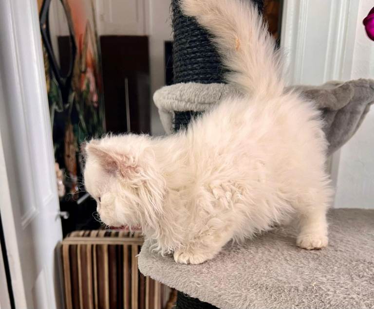 SELKIRK REX KITTENS READY NOW