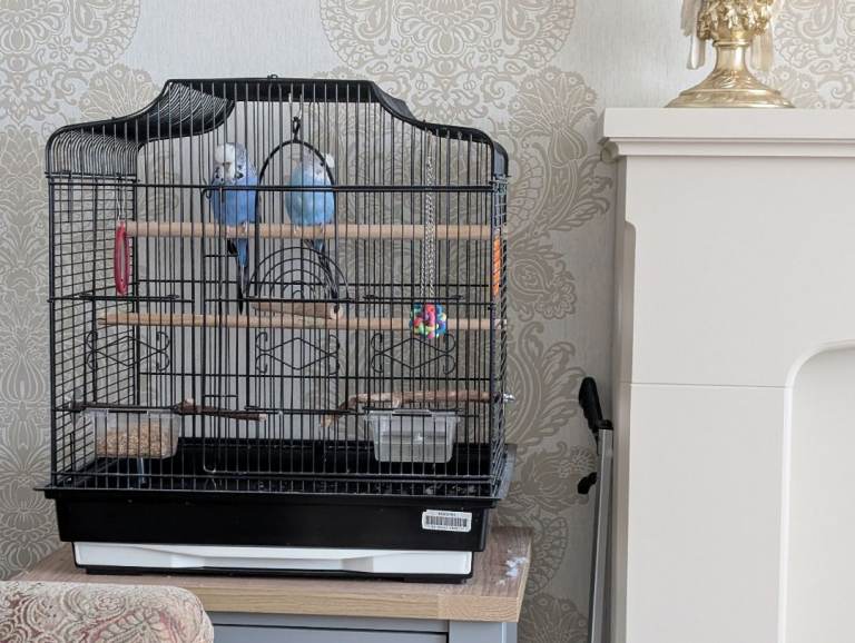 Budgies and cage