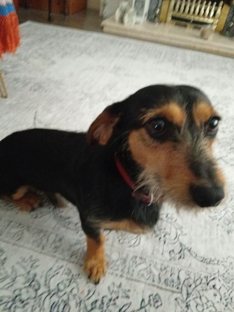Wirehaired Dauchund 