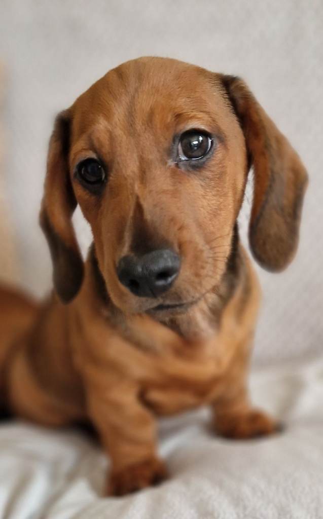 Miniature dachshund pups 1 male shaded red left