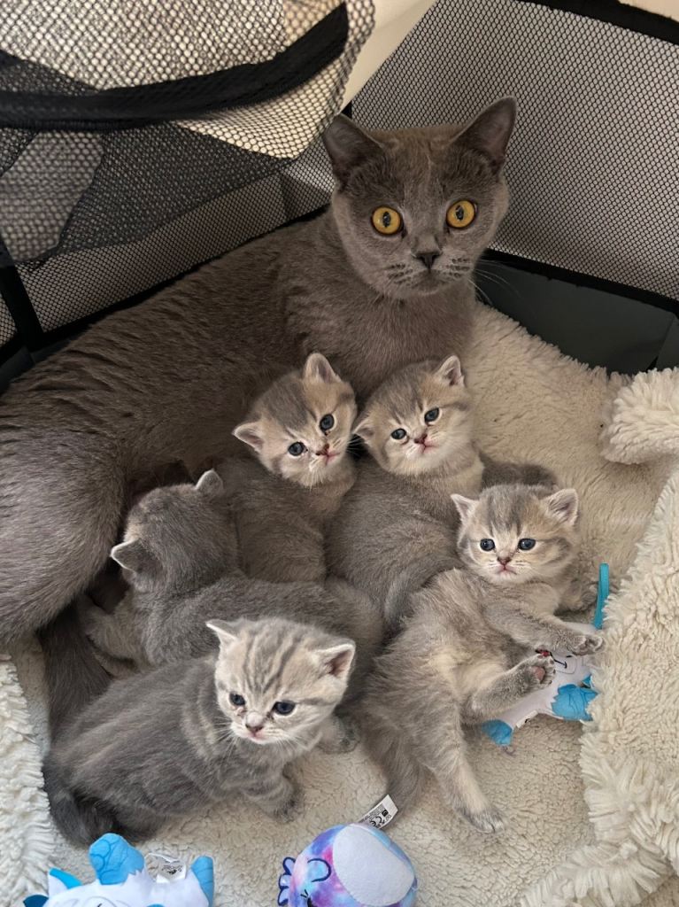 British Shorthair Type Kittens for Sale